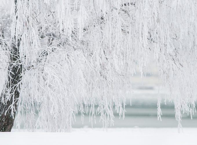 Wallpaper tree, snow, winter, 4k, Nature 3861612249